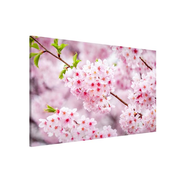 Magnettafel Büro Japanische Kirschblüten