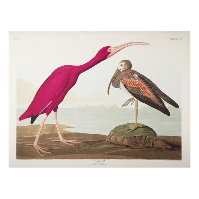 Schöne Wandbilder Vintage Lehrtafel Roter Ibis