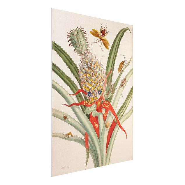 Barock Bilder Anna Maria Sibylla Merian - Ananas mit Insekten