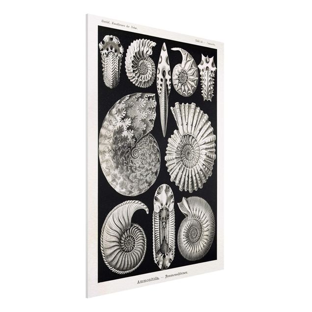 Wandbilder Tiere Vintage Lehrtafel Fossilien Schwarz Weiß