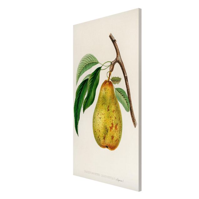 Bilder für die Wand Botanik Vintage Illustration Gelbe Birne