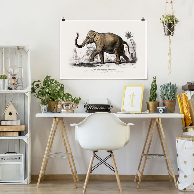 Poster Natur Vintage Lehrtafel Elefant