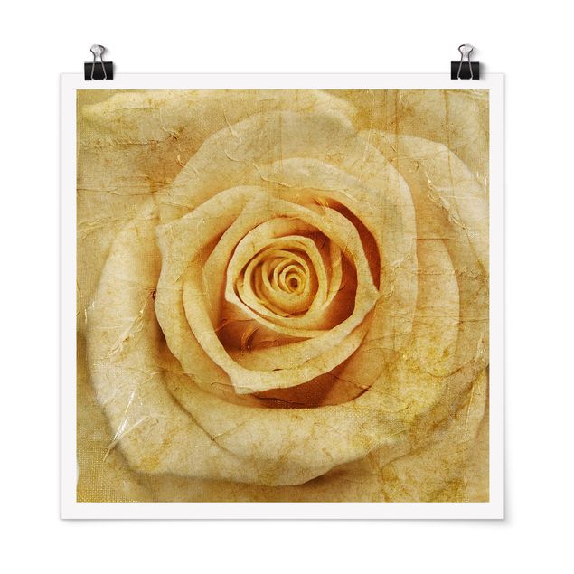 Poster - Vintage Rose - Quadrat 1:1
