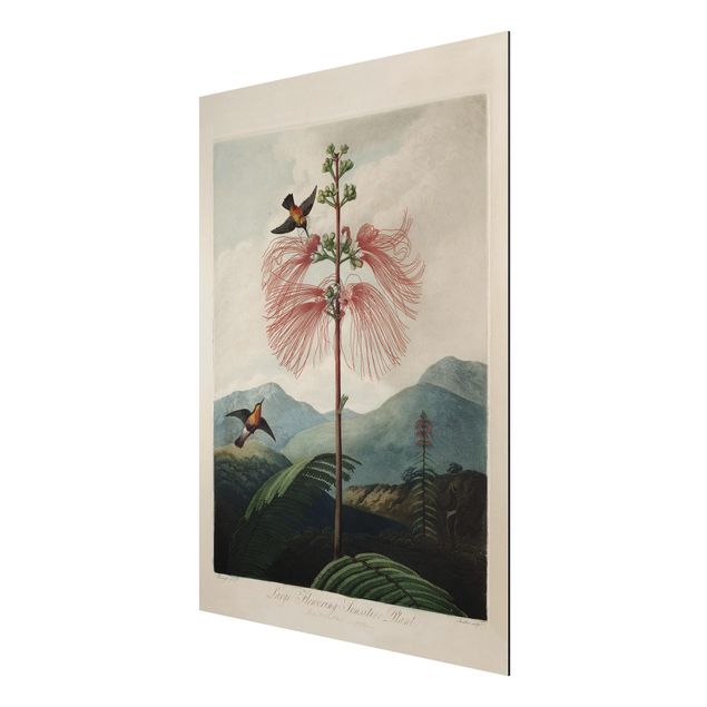 Foto auf Alu Dibond Botanik Vintage Illustration Blüte und Kolibri
