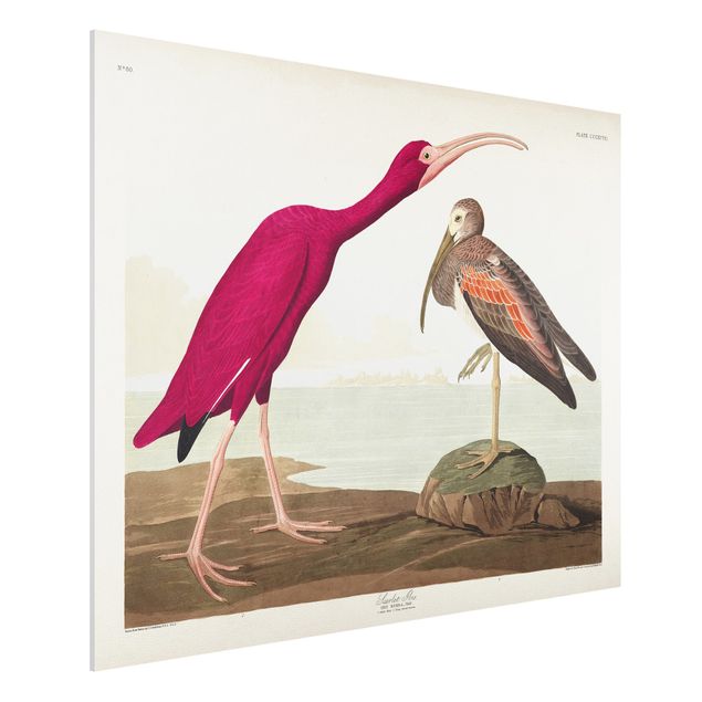 Wandbilder Tiere Vintage Lehrtafel Roter Ibis