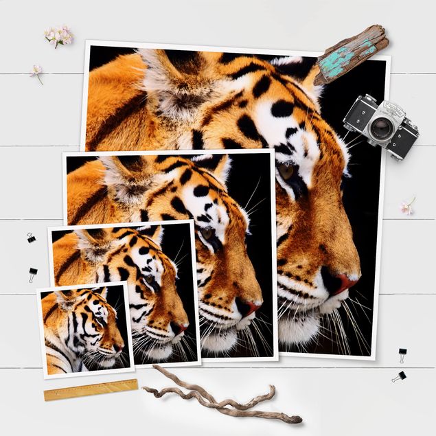 Poster - Tiger Schönheit - Quadrat 1:1