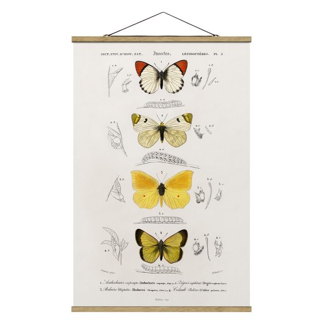 Stoffbild mit Posterleisten - Vintage Lehrtafel Schmetterlinge II - Hochformat 2:3