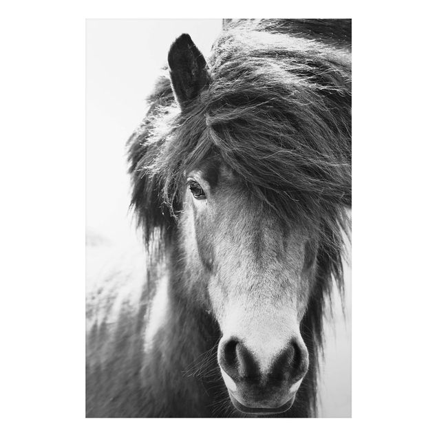 Bilder für die Wand Island Pferd in Schwarz-weiß