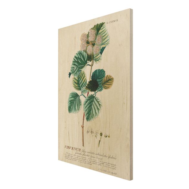 Holzbilder modern Vintage Botanik Illustration Schneeball