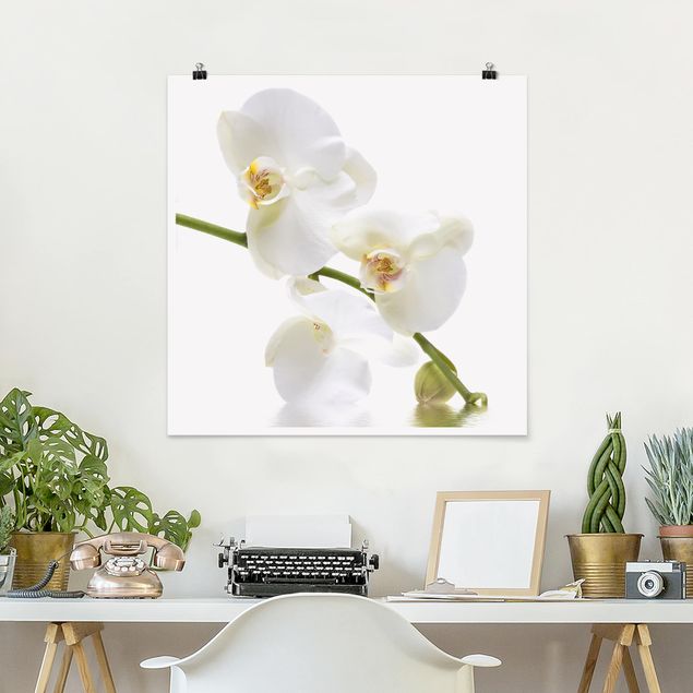 Schöne Wandbilder White Orchid Waters
