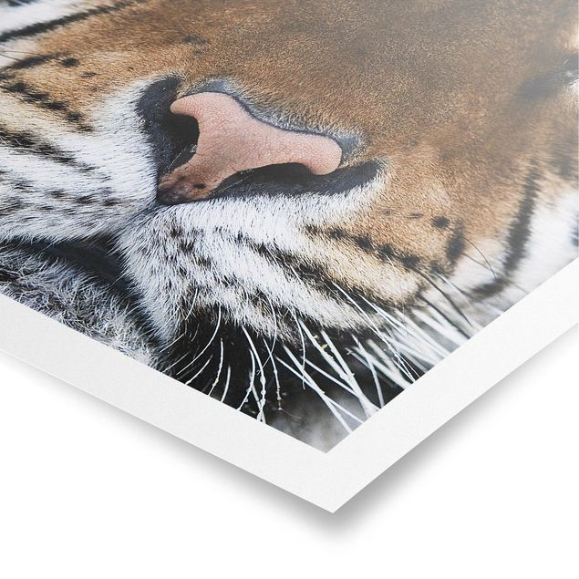 Poster - Tiger Eyes - Quadrat 1:1