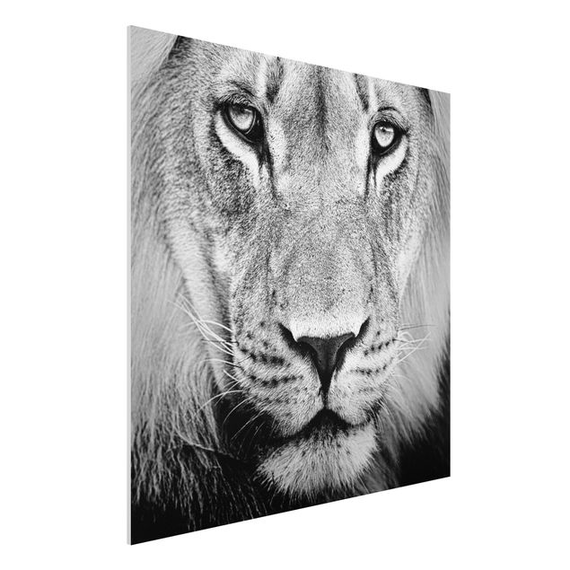 Wandbilder Tiere Alter Löwe