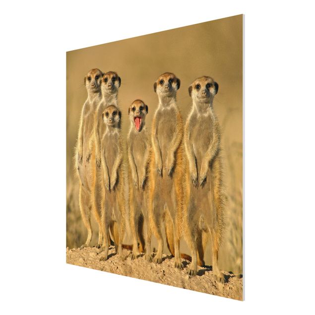 Schöne Wandbilder Meerkat Family