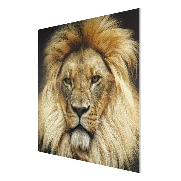 Wandbilder Wisdom of Lion