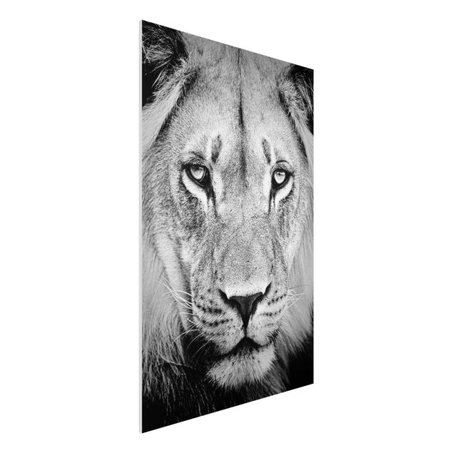 Wandbilder Tiere Alter Löwe