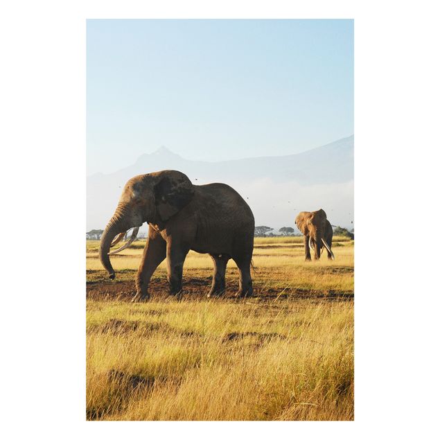 Bilder auf Hartschaumplatte Elefanten vor dem Kilimanjaro in Kenya