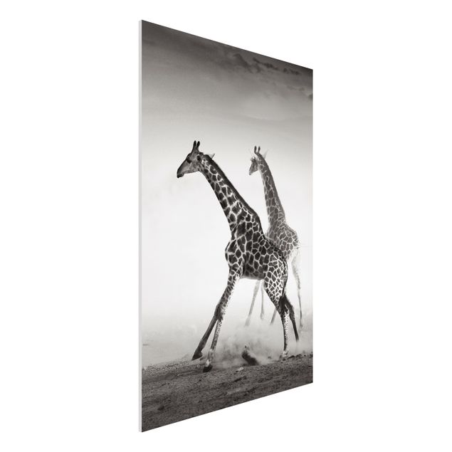 Wandbilder Tiere Giraffenjagd