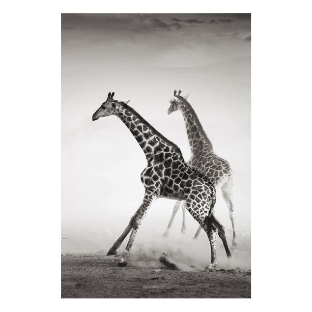 Forex Bilder Giraffenjagd
