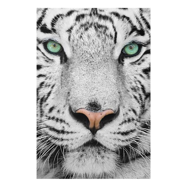 Forex Bilder Weißer Tiger
