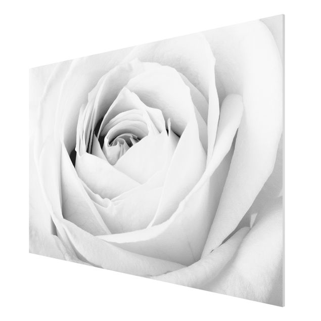 Forexbild - Close Up Rose