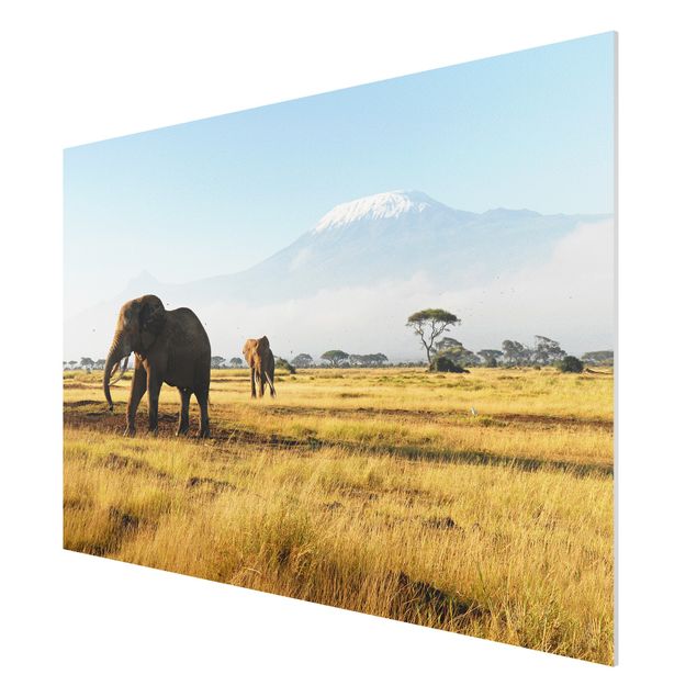 Bilder für die Wand Elefanten vor dem Kilimanjaro in Kenya