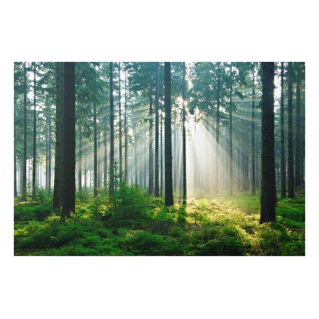 Bilder für die Wand Enlightened Forest