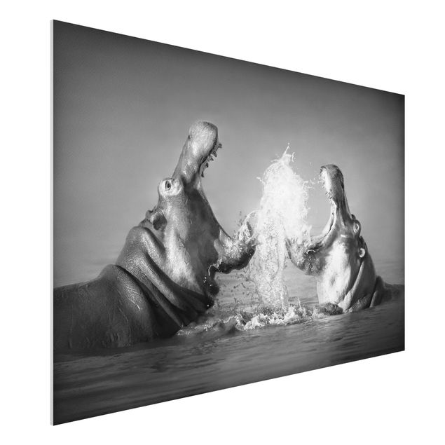 Wandbilder Tiere Hippo Fight
