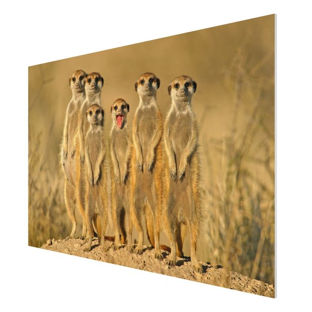 Schöne Wandbilder Meerkat Family