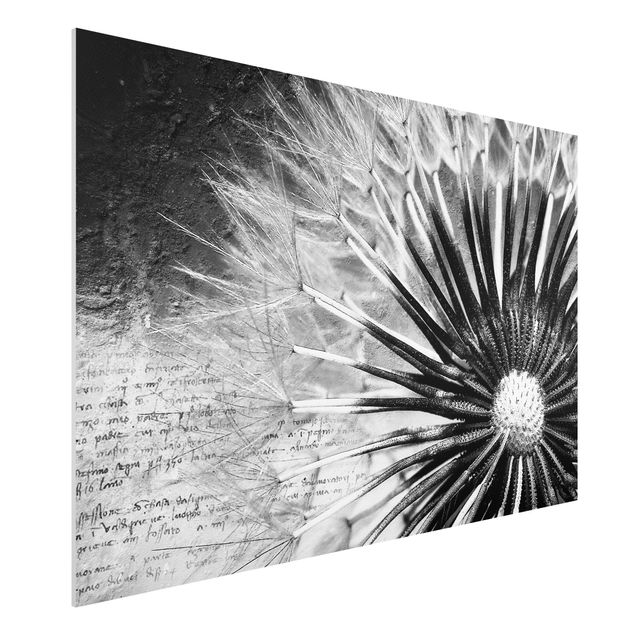 Foto auf Hartschaumplatte Pusteblume Schwarz & Weiß