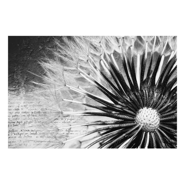 Schöne Wandbilder Pusteblume Schwarz & Weiß