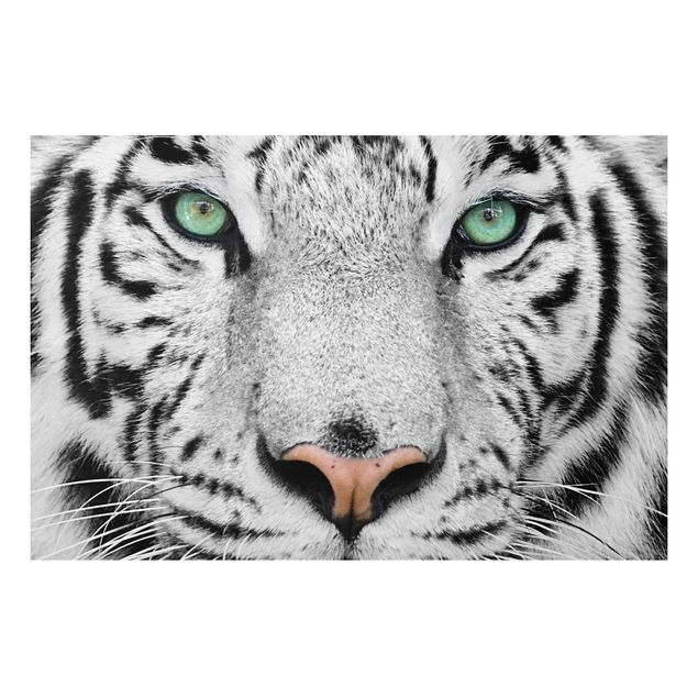 Forex Bilder Weißer Tiger