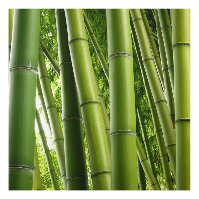 Alu Dibond Bilder Bamboo Trees No.1