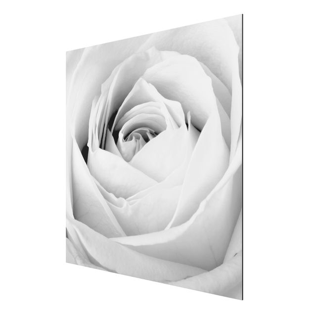 Alu-Dibond Bild - Close Up Rose