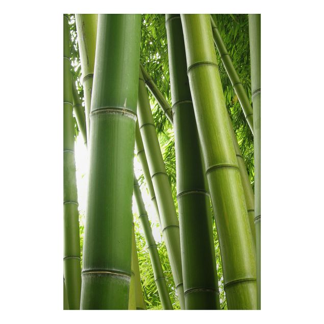 Alu Dibond Bilder Bamboo Trees No.1