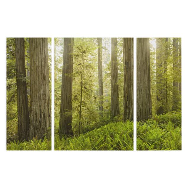 Bilder für die Wand Redwood State Park Waldblick