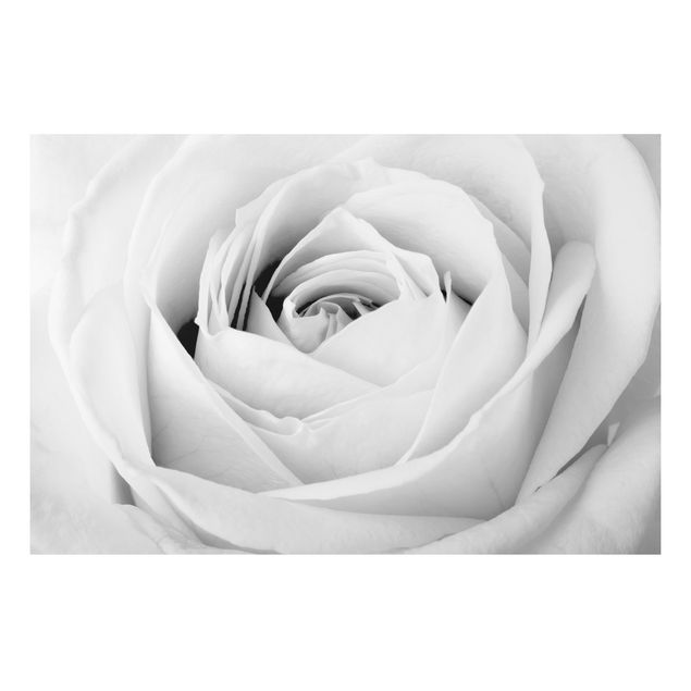 Foto auf Alu Dibond Close Up Rose