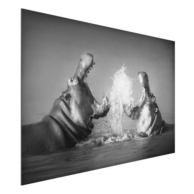 Wandbilder Tiere Hippo Fight