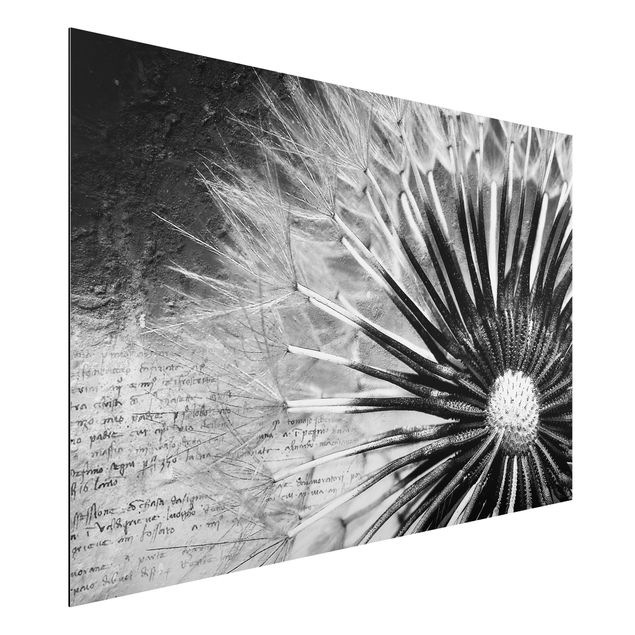 Wandbilder Pusteblume Schwarz & Weiß