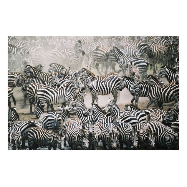 Schöne Wandbilder Zebraherde