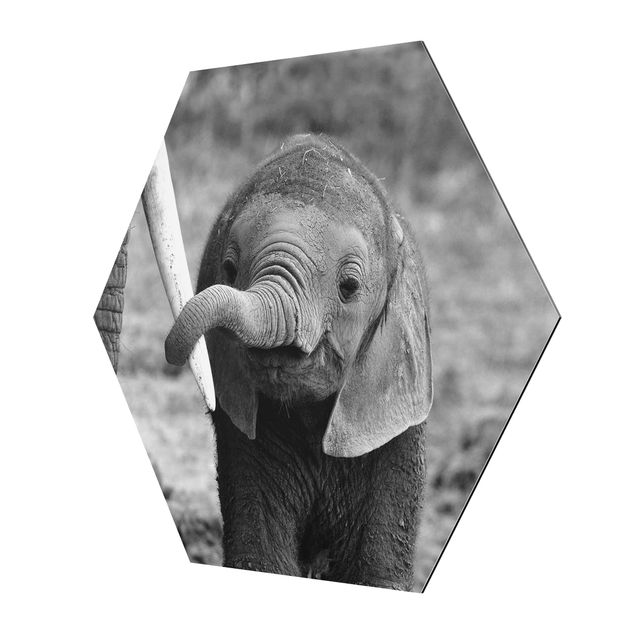 Hexagon Bild Alu-Dibond - Elefantenbaby