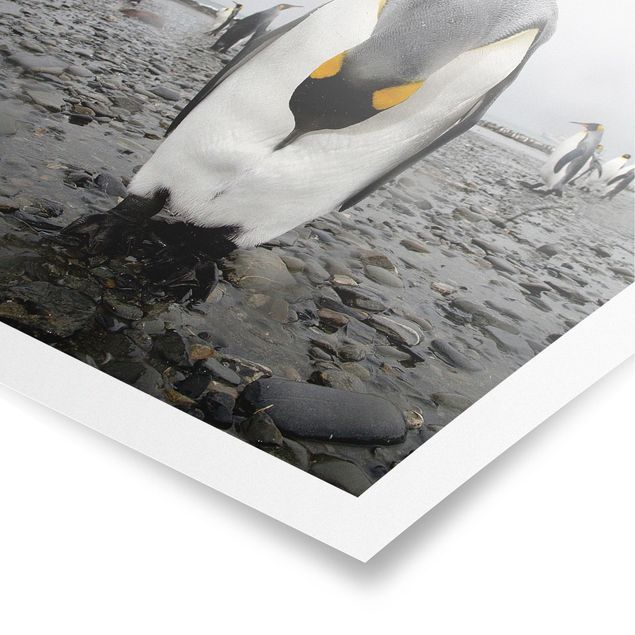 Poster - Pinguin - Quadrat 1:1
