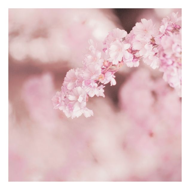 Spritzschutz Glas - Kirschblüte im Violetten Licht - Quadrat 1:1
