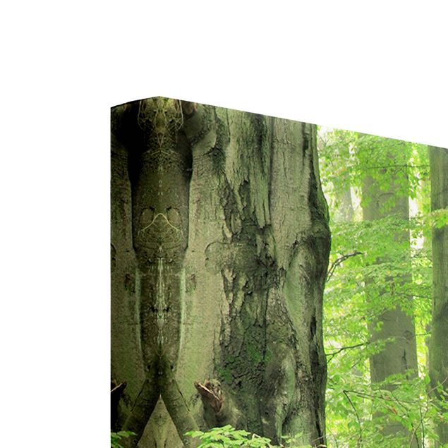 Leinwandbild 3-teilig - Mighty Beech Trees - Triptychon