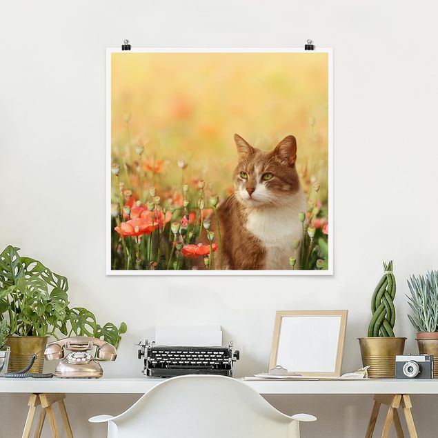 Blumen Poster Katze im Mohnfeld