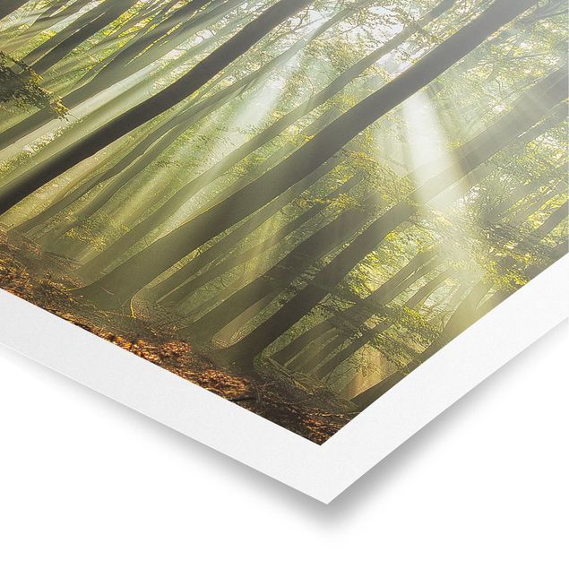 Poster - Sonnentag im Wald - Quadrat 1:1