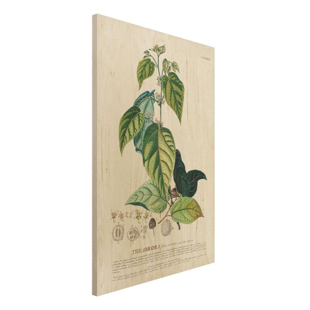 Holzbilder Vintage Vintage Botanik Illustration Kakao