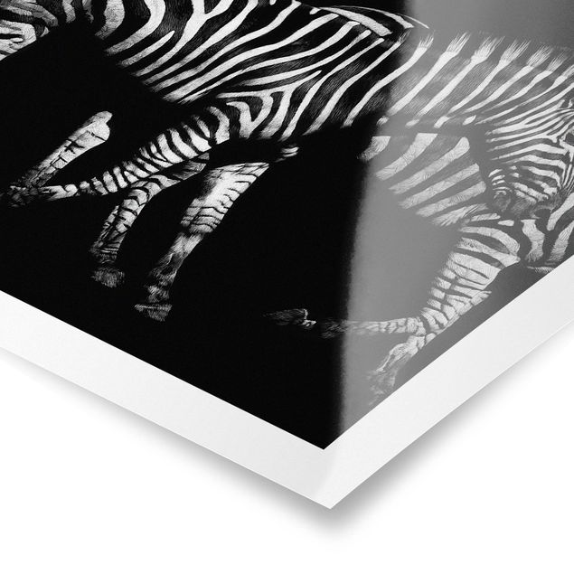 Poster - Zebra vor Schwarz - Quadrat 1:1