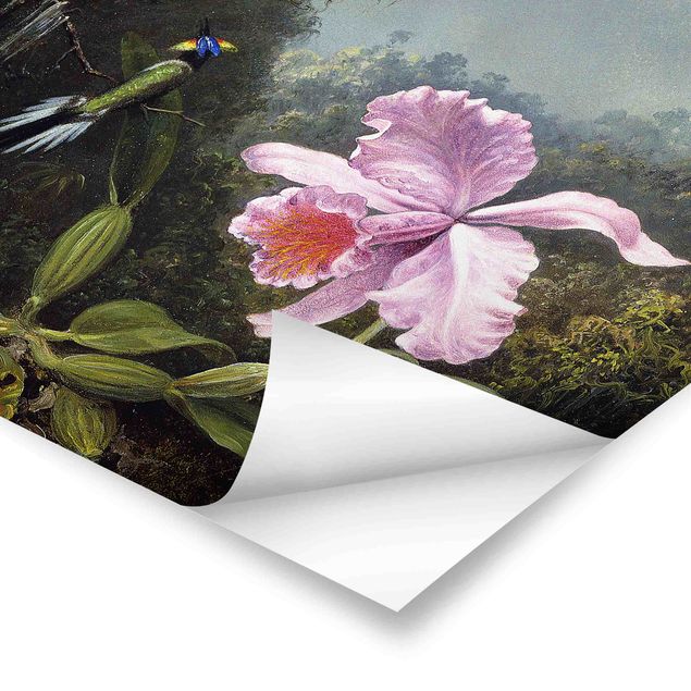 Poster kaufen Martin Johnson Heade - Stillleben mit Orchidee und zwei Kolibris