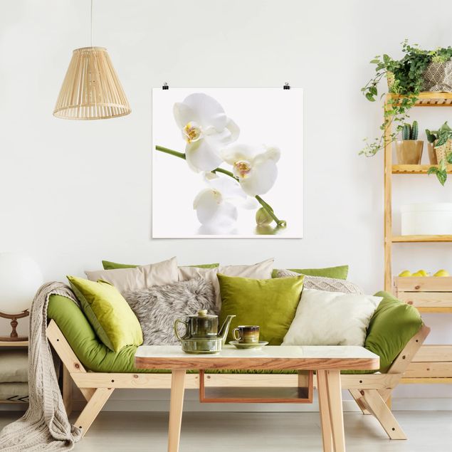 Poster Blumen White Orchid Waters