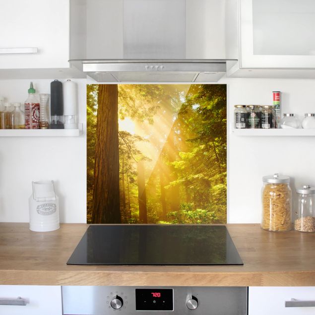 Küchenrückwand Glas Motiv Wald Morgengold